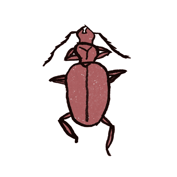 Cave Beetle 1