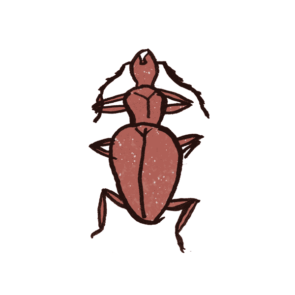 Cave Beetle 1