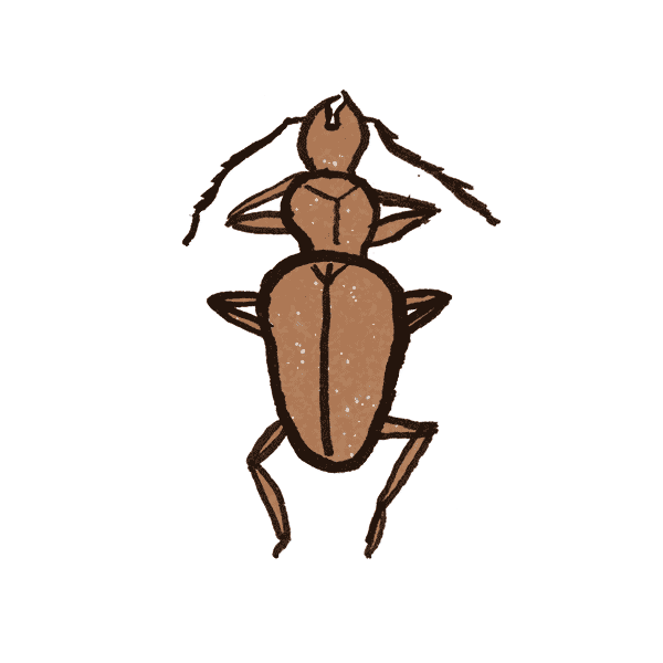 Cave Beetle 1