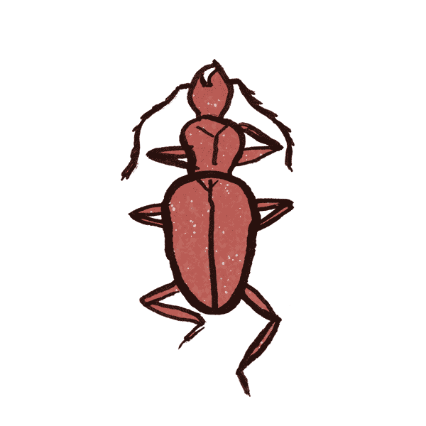 Cave Beetle 1