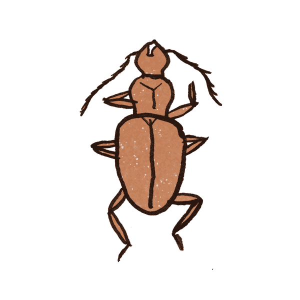 Cave Beetle 1