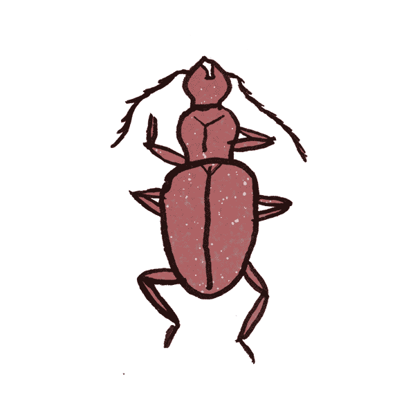 Cave Beetle 1