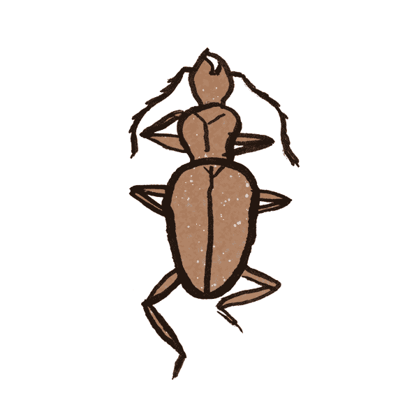 Cave Beetle 1