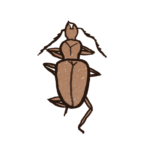 Cave Beetle 1