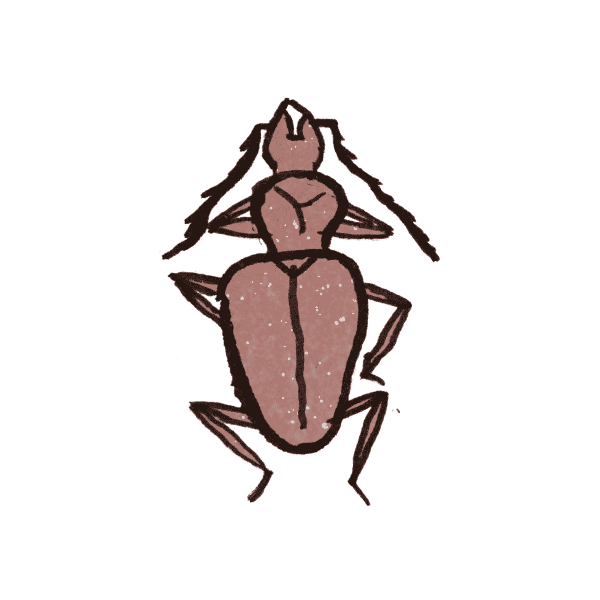 Cave Beetle 1