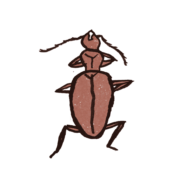 Cave Beetle 1