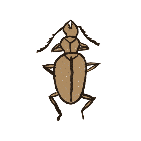 Cave Beetle 1