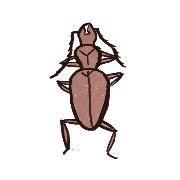 Cave Beetle 1