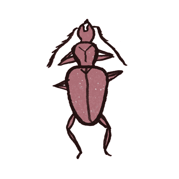 Cave Beetle 1